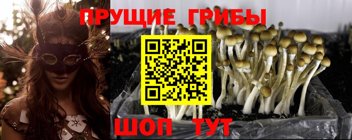 Галлюциногенные грибы Psilocybe  Псилоцибиновые грибы Cubensis  Чистополь  Вход с VPN 