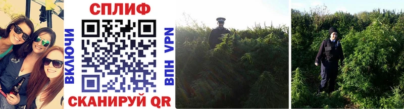где купить   Чистополь  Марихуана LSD WEED 